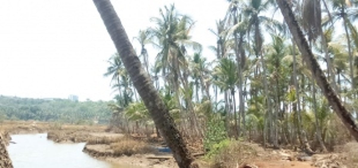 Gaunem-Bandora farmers suffer huge  losses due to ingress of river water