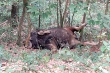 Gaur found dead at Betora