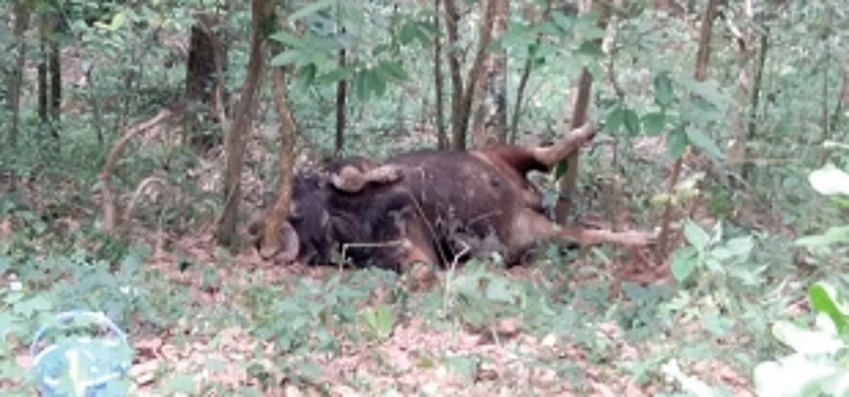 Gaur found dead at Betora