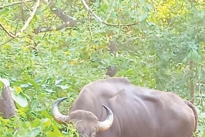 Gaur found injured in orchard at Ponda, treated