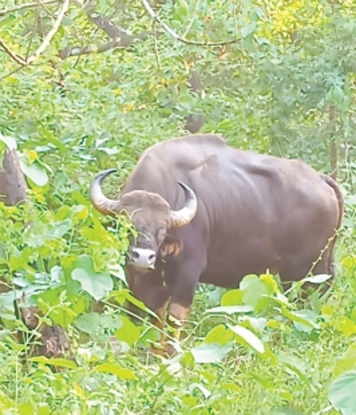 Gaur found injured in orchard at Ponda, treated