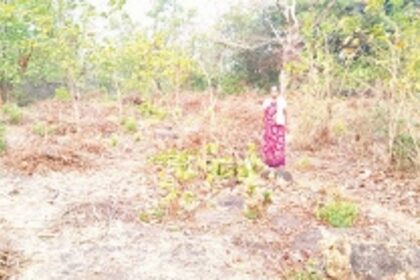 Gaurs destroy cashew  plantation at Valpoi