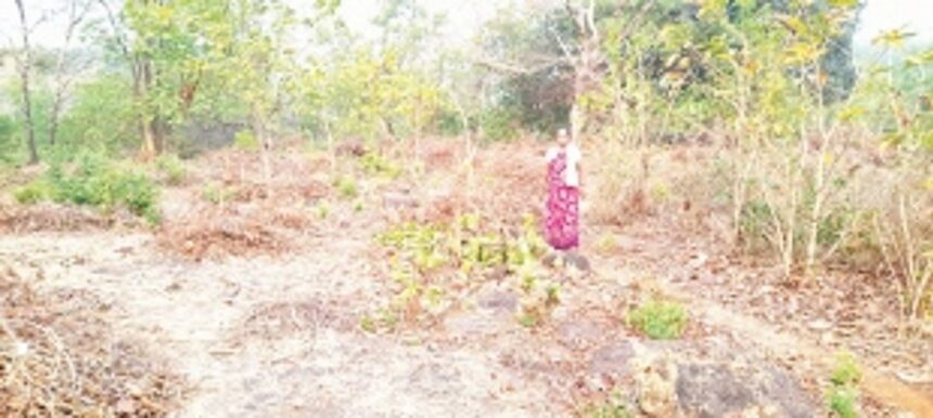 Gaurs destroy cashew plantation at Valpoi 1 Gaurs destroy cashew plantation at Valpoi