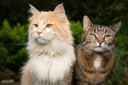 Gen Z can’t get enough of their cats: A furry fixation