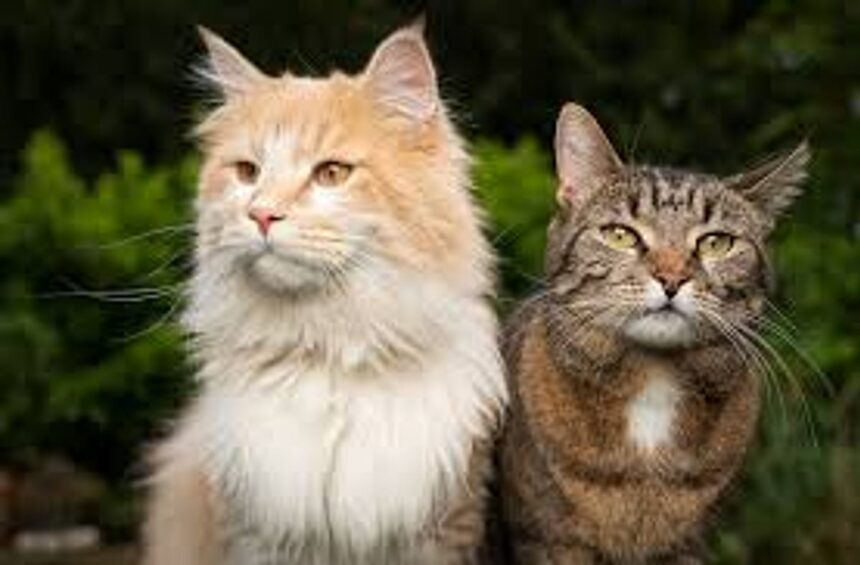 Gen Z can’t get enough of their cats: A furry fixation