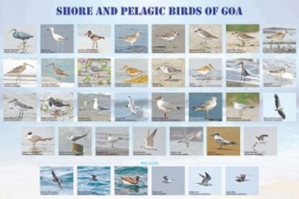 Get closer to the wild to celebrate Goa’s biodiversity