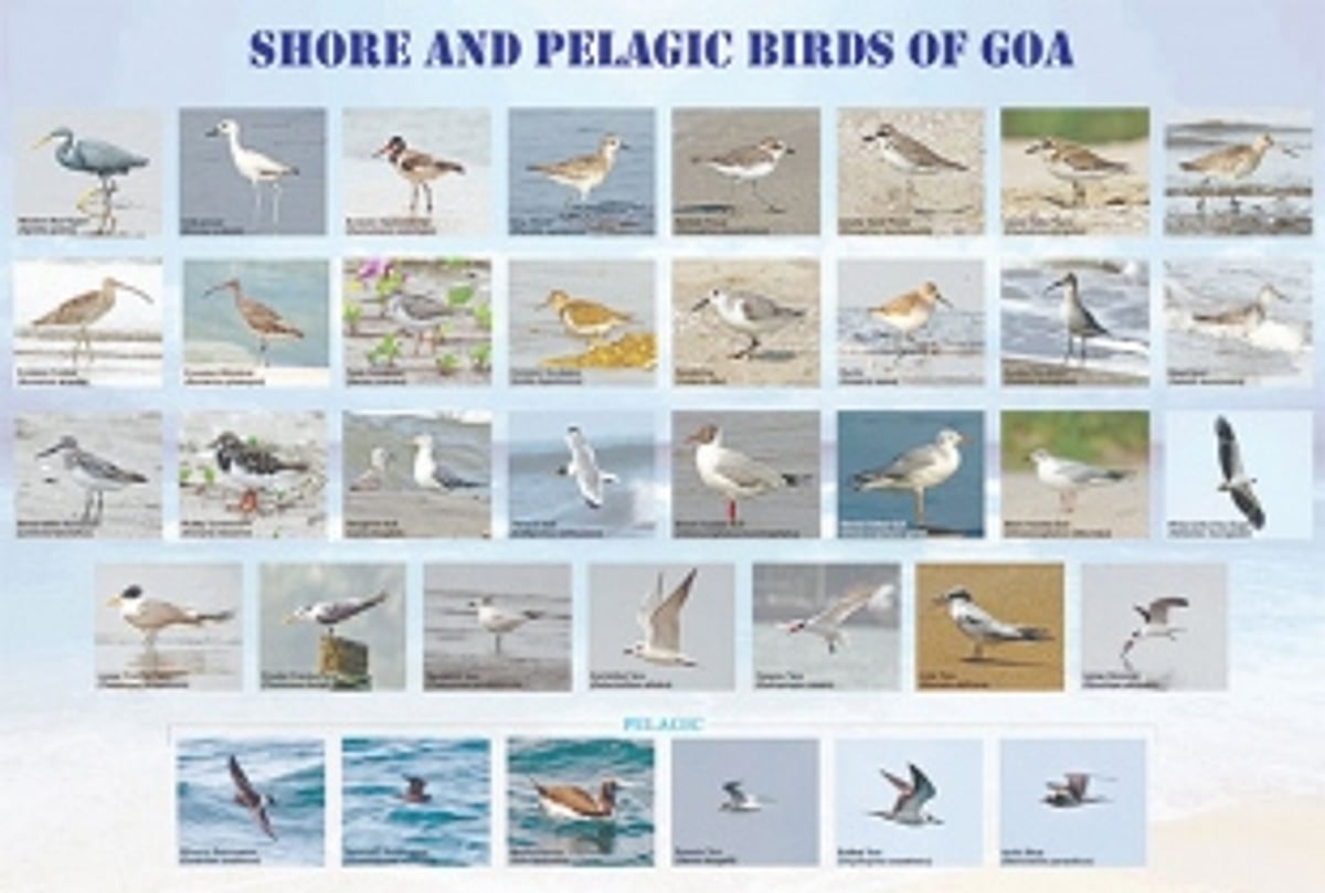 Get closer to the wild to celebrate Goa’s biodiversity