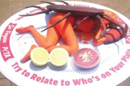 Giant ‘crab’ served on a plate to urge public to go vegan