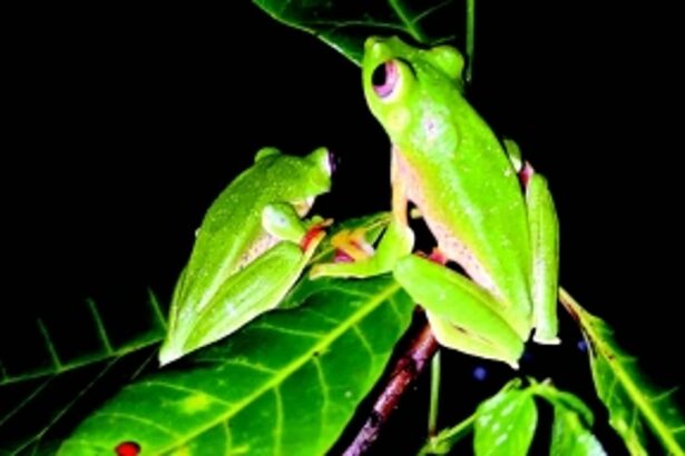 Gliding its way through the Western Ghats