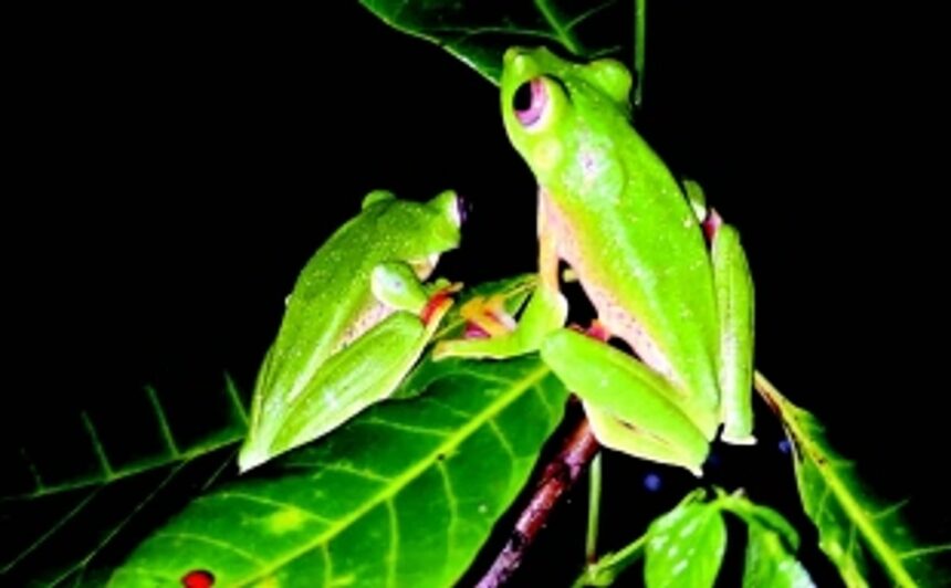 Gliding its way through the Western Ghats