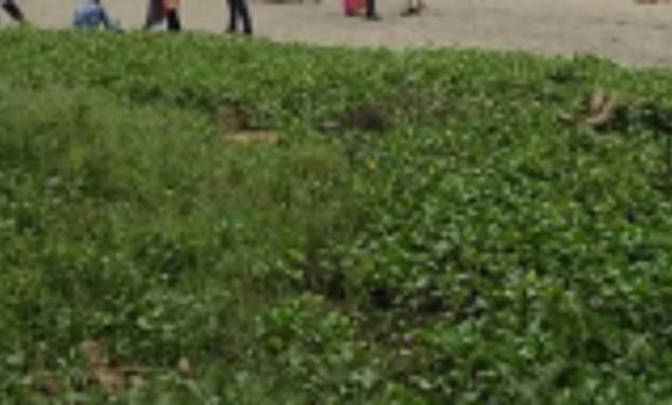 Go Green, 200 Casuarina pine trees planted on Benaulim Beach