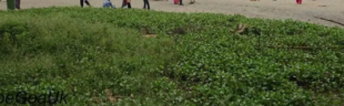 Go Green, 200 Casuarina pine trees planted on Benaulim Beach