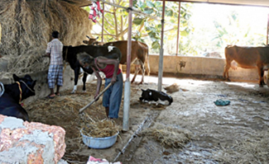 Goa Dairy farmers threaten agitation over pending demands