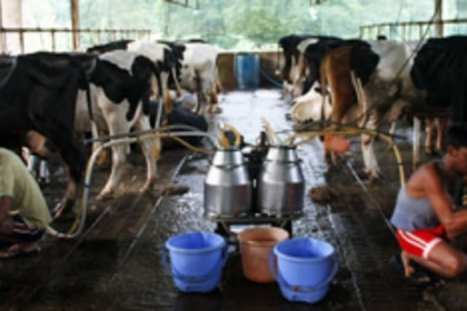 Goa Dairy to share 50%  profit with farmers