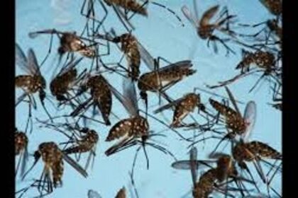 Goa Enters Malaria Elimination Phase, Targets Complete Eradication by 2025–26