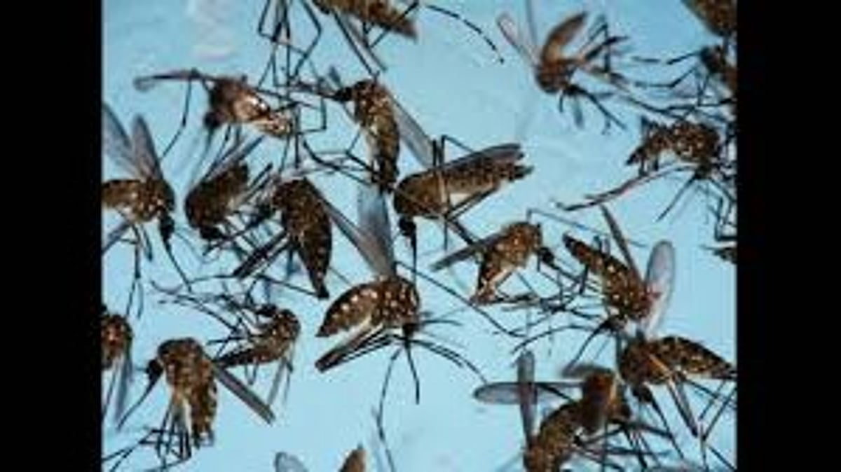 Goa Enters Malaria Elimination Phase, Targets Complete Eradication by 2025–26