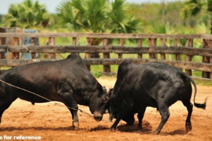 Goa Government Cracks Down on Illegal Bullfights, Mandates Microchipping of All Bulls