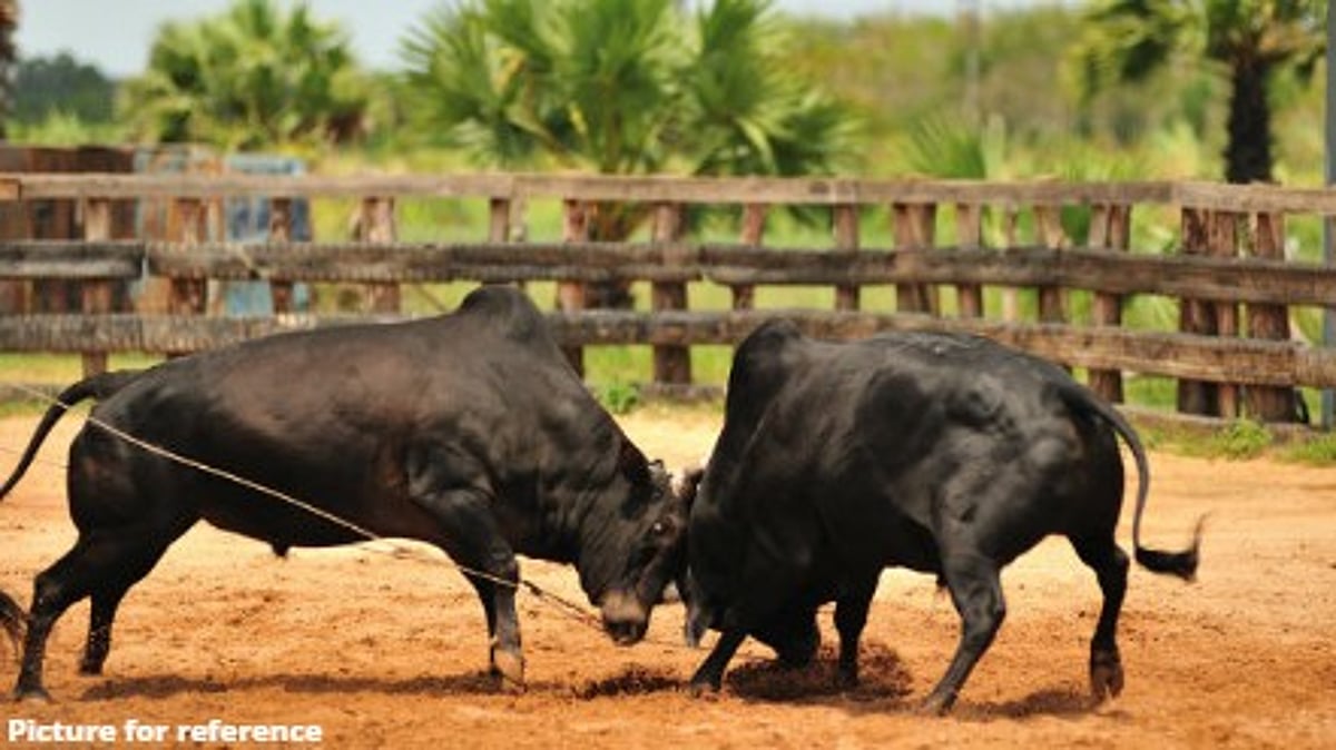Goa Government Cracks Down on Illegal Bullfights, Mandates Microchipping of All Bulls