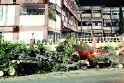 Goa Govt tells HC that PWD is not involved in Siolim tree felling. THEN WHO IS?