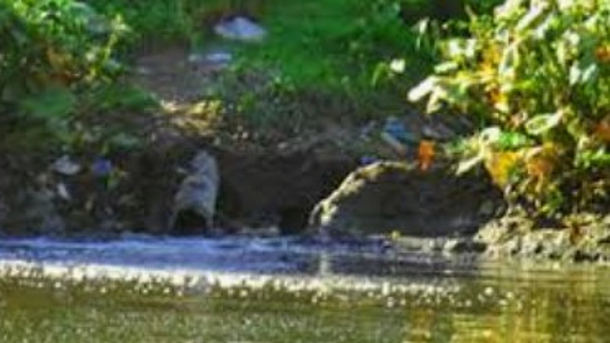 Goa HC Demands Affidavits in Sewage Pollution Case Involving Saipem Lake and River Sal