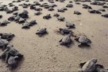 Goa HC Directs Action Against Illegal Constructions at Agonda Beach Turtle Nesting Site