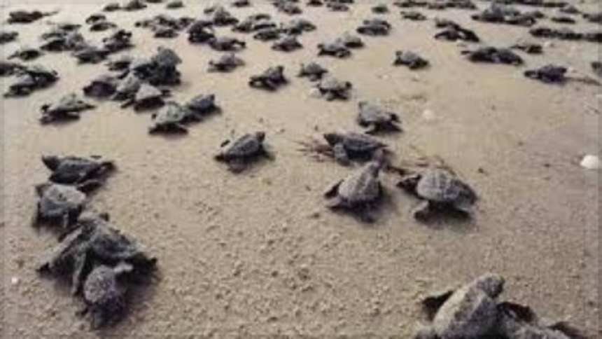 Goa HC Directs Action Against Illegal Constructions at Agonda Beach Turtle Nesting Site 1 Goa HC Directs Action Against Illegal Constructions at Agonda Beach Turtle Nesting Site
