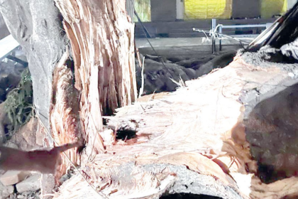 Goa High Court Approves Translocation of 200-Year-Old Banyan Tree for Elevated Corridor