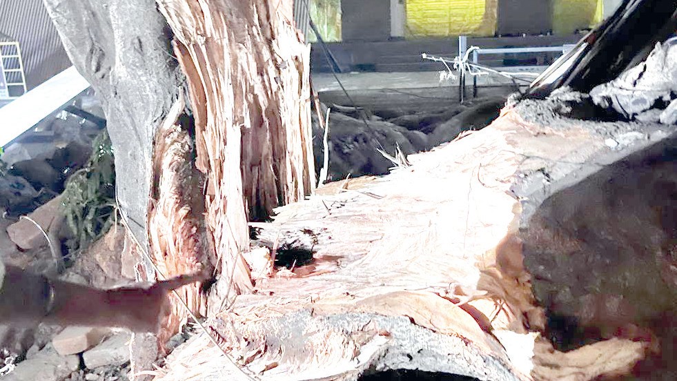 Goa High Court Approves Translocation of 200-Year-Old Banyan Tree for Elevated Corridor