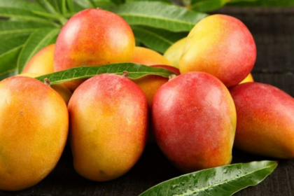 Goa History: Goa’s Mango Traditions; A Juicy Legacy of Culture, Cuisine & Childhood Nostalgia