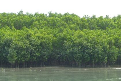 Goa Launches Advanced GIS Assessment to Protect and Expand Mangrove Cover