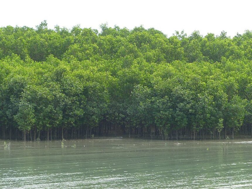 Goa Launches Advanced GIS Assessment to Protect and Expand Mangrove Cover