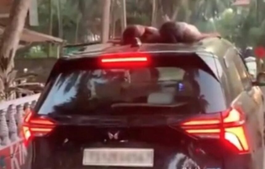 Goa Police Pursue Driver After Viral Video Shows Children Sleeping on Sunroof