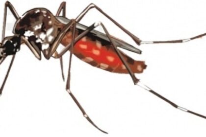 Goa Reports 152 Confirmed Dengue Cases and 4,511 Suspected Cases in August & September 2023