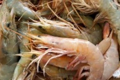 Goa Seafood Exporters Unfazed by US Tariff Hike as Trade with America Near Zero