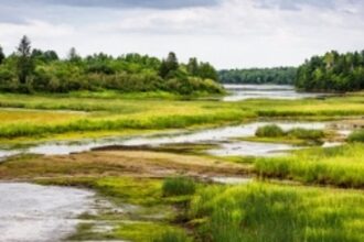 Goa State Wetland Authority Identifies and Safeguards 550 Potential Wetlands