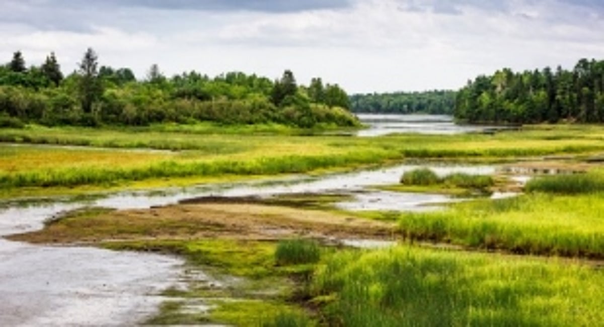 Goa State Wetland Authority Identifies and Safeguards 550 Potential Wetlands