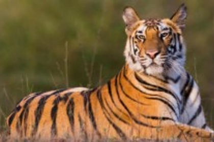 Goa Tiger Reserve Debate Reaches CEC; Panel to Visit State in October, Report to SC by November