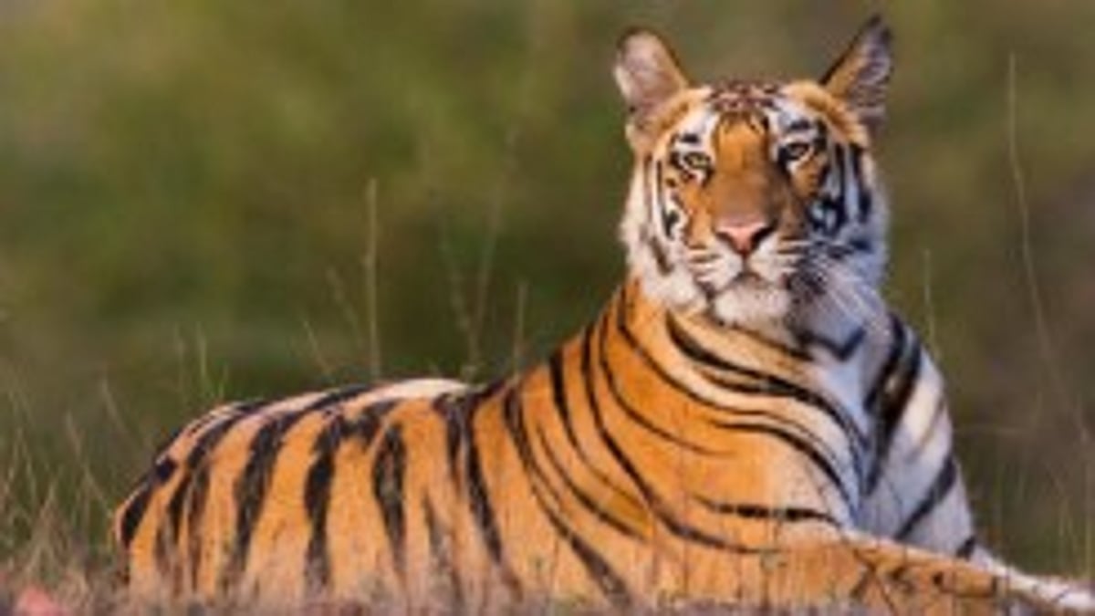 Goa Tiger Reserve Debate Reaches CEC; Panel to Visit State in October, Report to SC by November