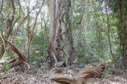 Goa Wildlife Division Under Fire Over INR 31 Lakh Wage Estimate Despite Outsourced Beach Cleaning