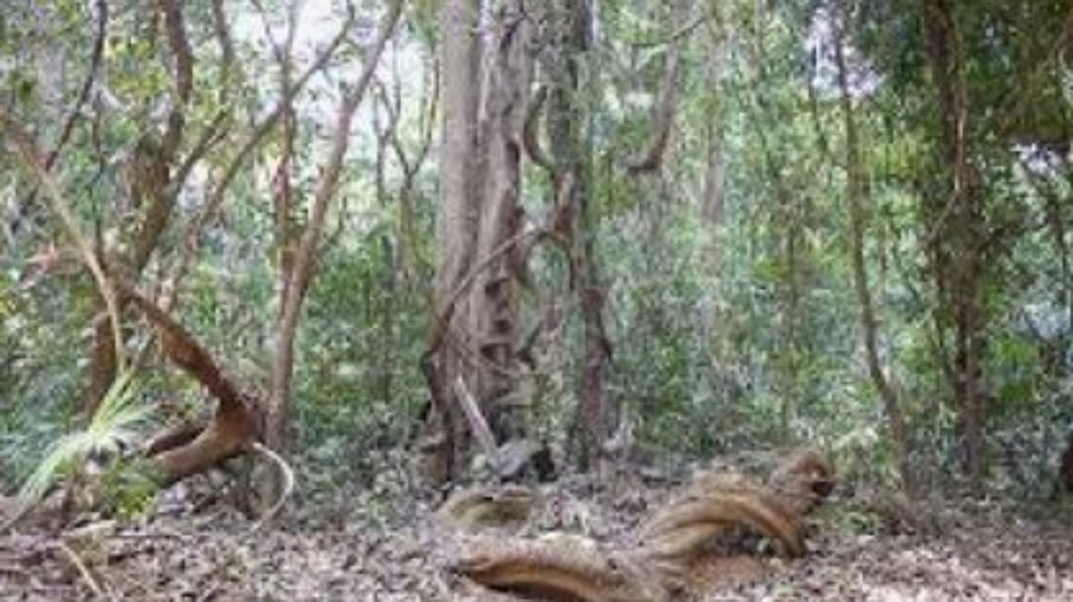 Goa Wildlife Division Under Fire Over INR 31 Lakh Wage Estimate Despite Outsourced Beach Cleaning