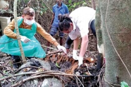 Goa a DEATH TRAP for BIG CAT?