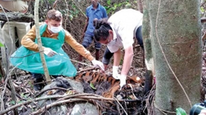 Goa a DEATH TRAP for BIG CAT?