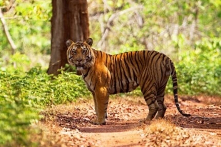 Goa delays declaration of Mhadei Wildlife Sanctuary as Tiger Reserve 1 Goa delays declaration of Mhadei Wildlife Sanctuary as Tiger Reserve