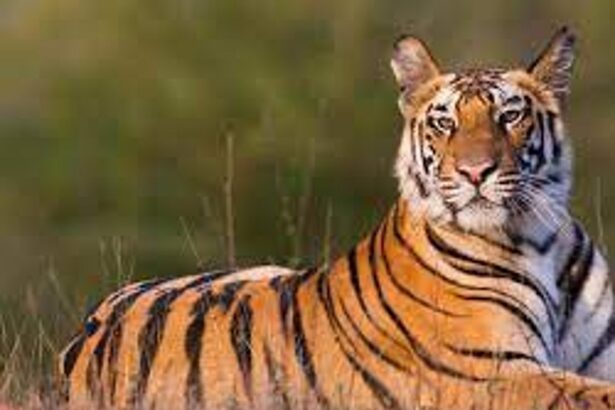 Goa govt has no option but to notify Mhadei  Tiger Reserve by Oct 24: Jairam Ramesh