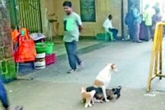 Goa may be ‘rabies-free’, but stray dogs menace haunts visitors in Ponda market