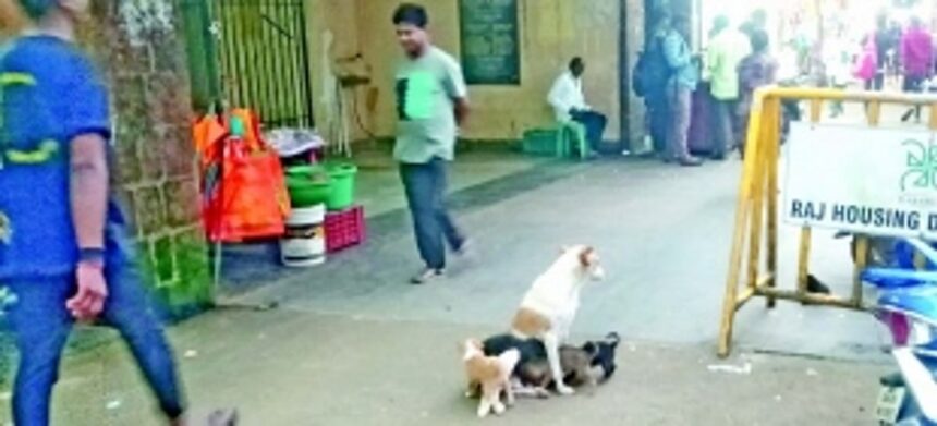 Goa may be ‘rabies-free’, but stray dogs menace haunts visitors in Ponda market