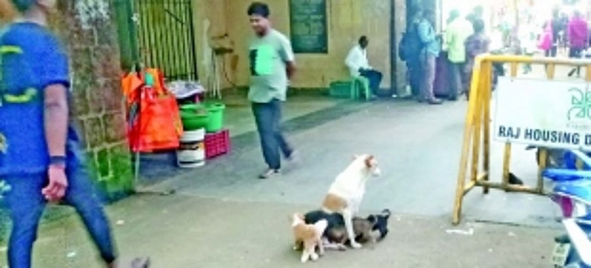 Goa may be ‘rabies-free’, but stray dogs menace haunts visitors in Ponda market