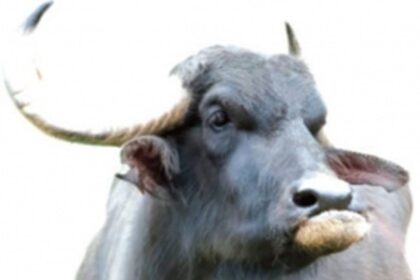 Goa meat traders given conditional approval to import cattle from other States