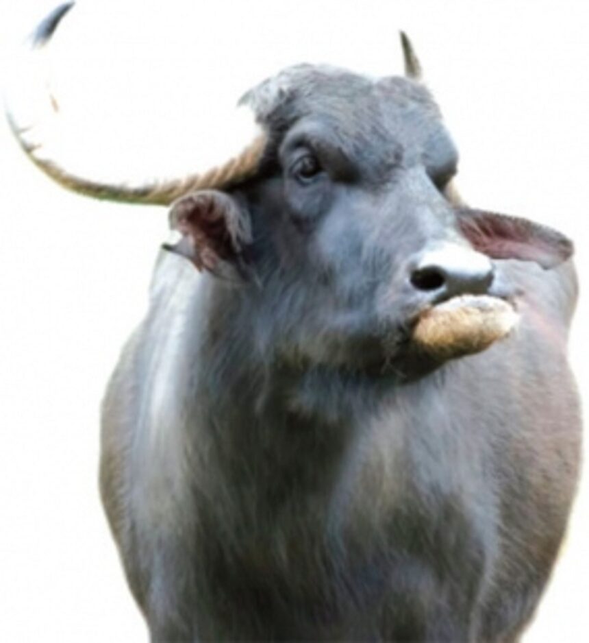 Goa meat traders given conditional approval to import cattle from other States