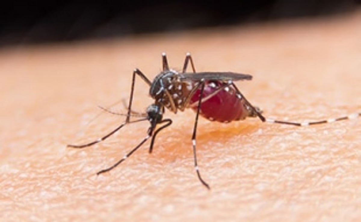Goa set to be declared malaria free this year-end